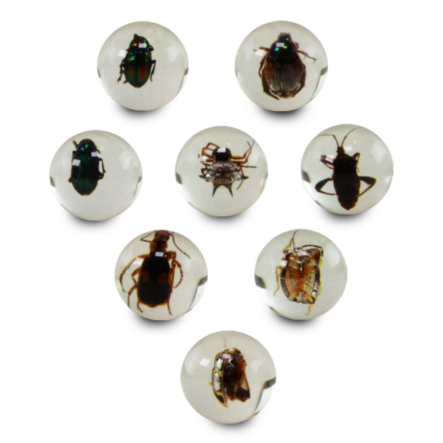 Real Bug Marbles