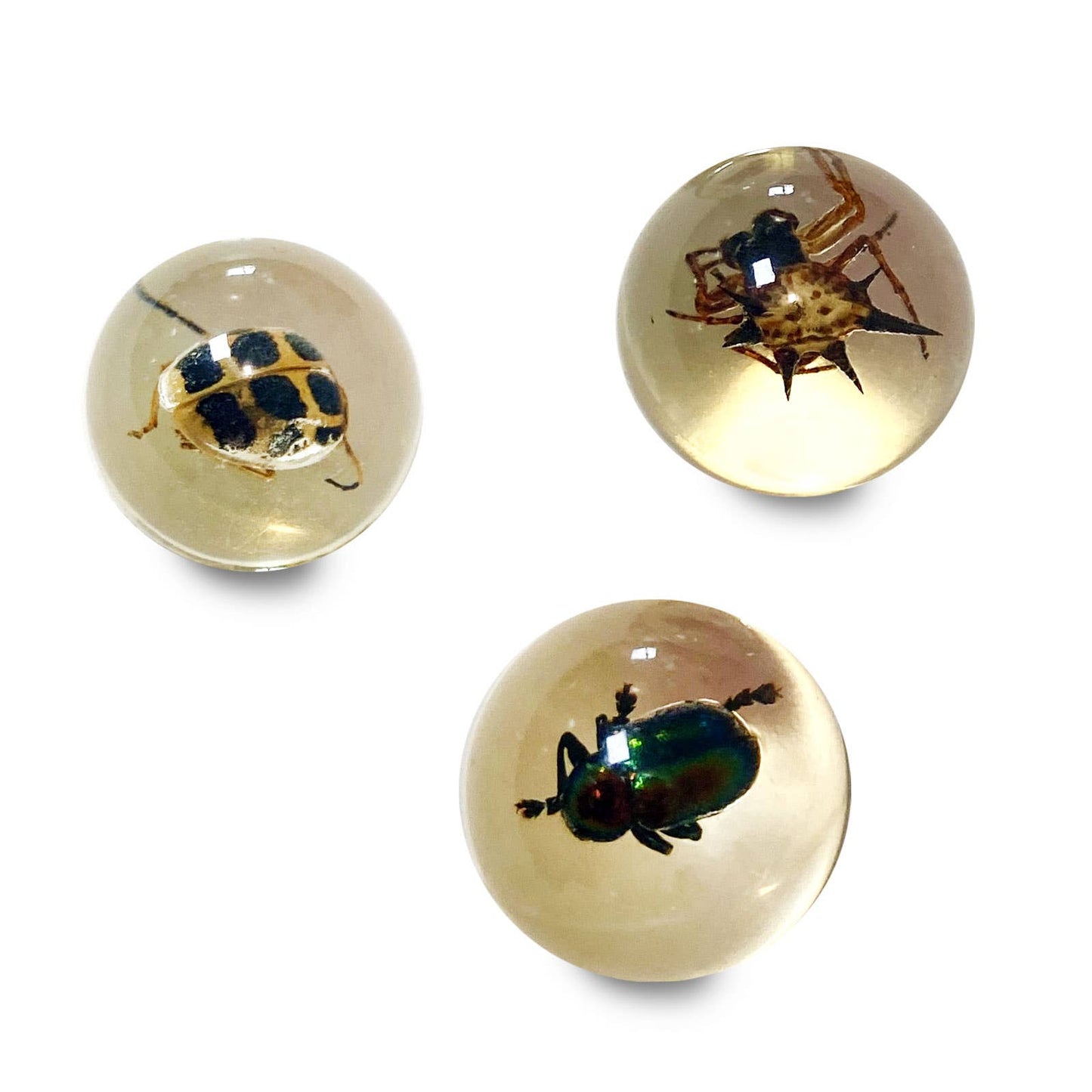 Real Bug Marbles